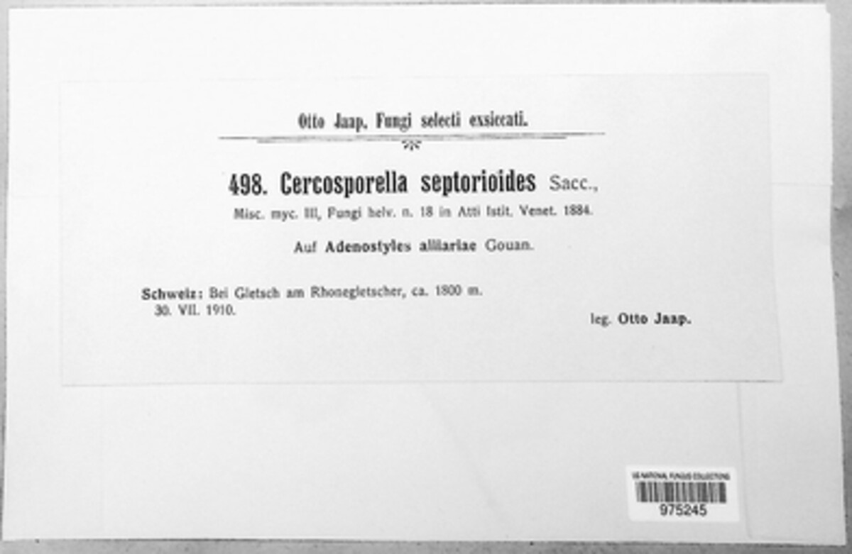Pseudocercosporella septorioides image
